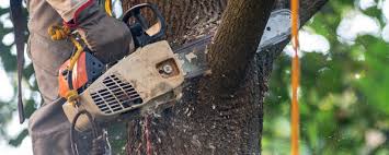 Lawn Pest Prevention in Boalsburg, PA