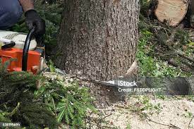 Best Tree Preservation Services  in Boalsburg, PA