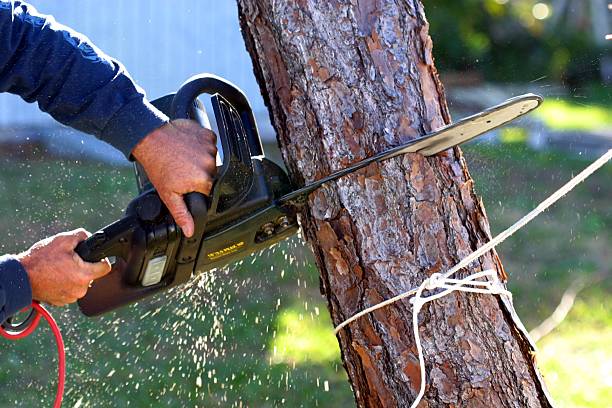 Best Tree Cabling and Bracing  in Boalsburg, PA