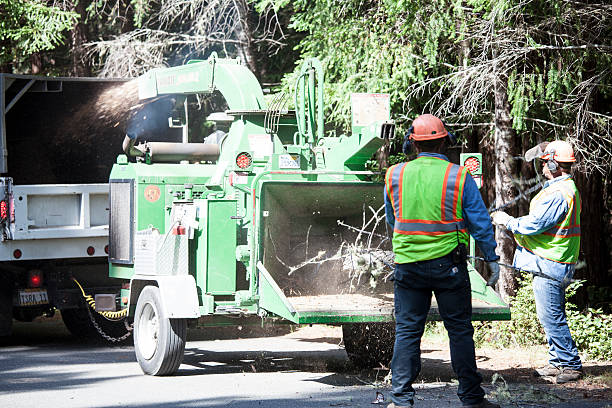 Best Tree Removal  in Boalsburg, PA