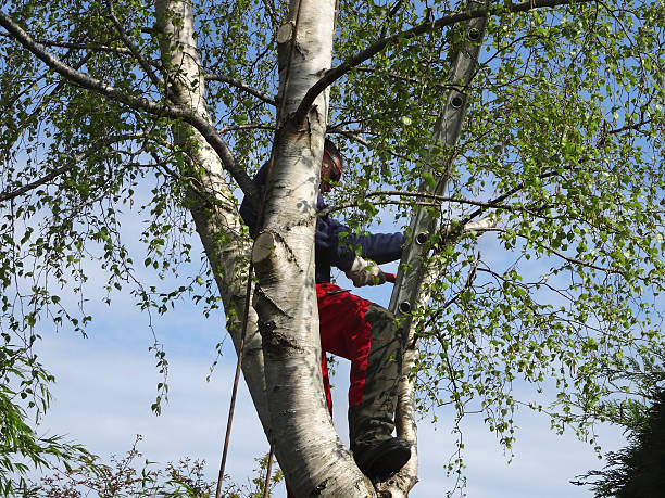 Best Tree Trimming and Pruning  in Boalsburg, PA