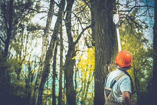 Trusted Boalsburg, PA Tree Care Experts