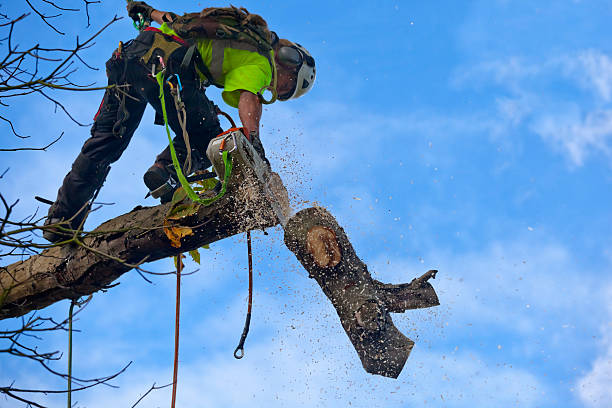 How Our Tree Care Process Works  in  Boalsburg, PA